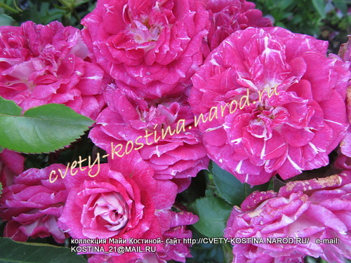 роза флорибунда сорт Let's Celebrate- FRYraffless- цветы, фото, описание 