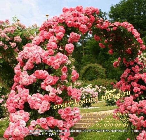 плетистая розовая роза Rosarium Uetersen- цветущий куст в саду на арке