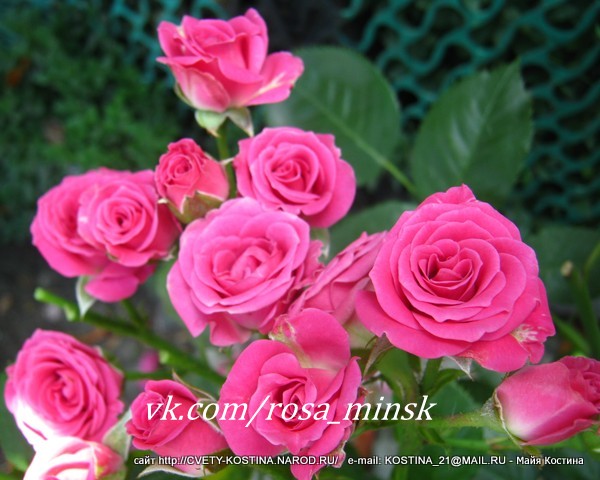 ярко-розовая роза Spray Lovely Lydia (INTerkuyl)