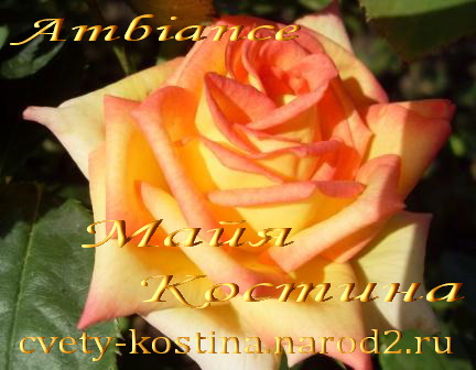 срезочная роза сорт Ambiance- фото-питомник саженцев роз в Минске