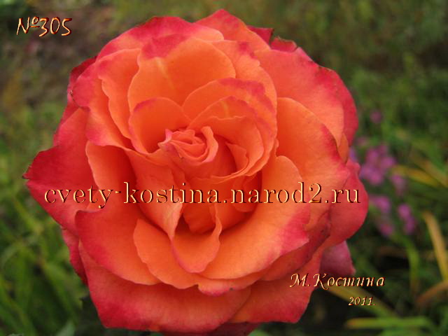 чайно-гибридная роза сорт Apache- KORsunora- купить саженцы роз в Минске