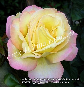 чайно-гибридная роза сорт Gloria Dei- Peace
